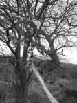 SX33110 Ribbons in tree near Tinkinswood burial chamber.jpg